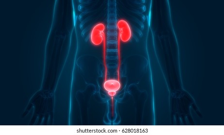 Human Body Organs Kidneys Urinary Bladder Stock Illustration 519734164 ...