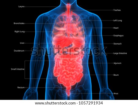 Human Body Organs Label Design Anatomy Stock Illustration 1057291934