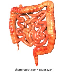 Human Body Organs Large Small Intestine Stock Illustration 389666254 ...