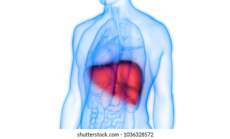 Human Body Organs Liver Anatomy 3d Stock Illustration 1036328587 ...