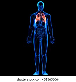 Human Body Organs (Lungs). 3Drender