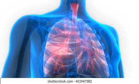 Human Body Organs Lungs Anatomy 3d Stock Illustration 451947382 ...