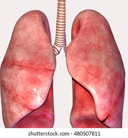 Human Body Organs Lungs Anatomy 3d Stock Illustration 480507811 ...