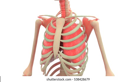 Human Body Organs Anatomy Lungs Liver Stock Illustration 538429234