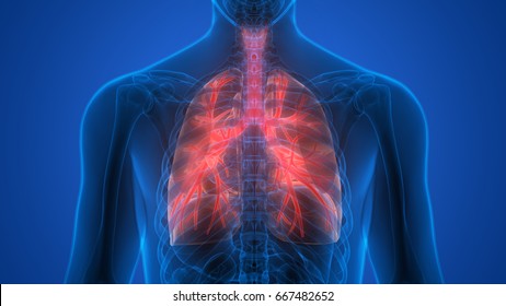 Human Body Organs (Lungs Anatomy). 3D