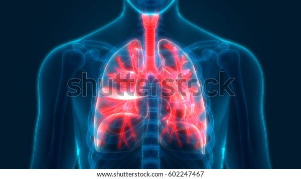 Human Body Organs Lungs Anatomy 3d Stock Illustration 602247467