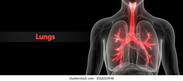 Human Circulatory System Anatomy 3d Stock Illustration 1018223950 