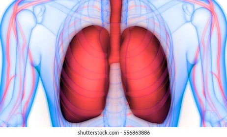 Human Body Organs Lungs Nervous System Stock Illustration 556863886 ...