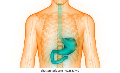 Stomach Anatomy Images, Stock Photos & Vectors | Shutterstock