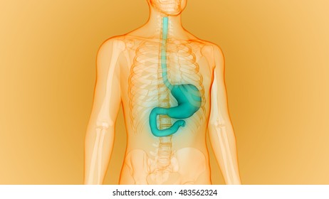 Human Body Organs Stomach Anatomy 3d Stock Illustration 483562342