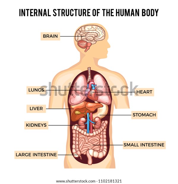 Human Body Organs Systems Infographic Anatomy Stock Illustration ...