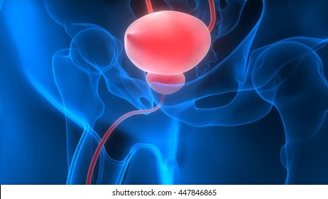 Human Body Organs (Urinary Bladder). 3D