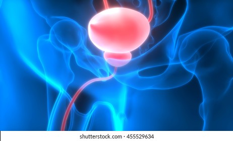 Human Body Organs (Urinary Bladder). 3D