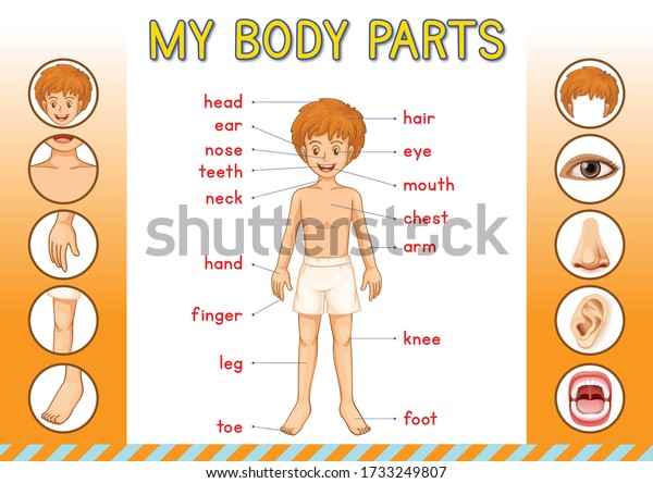 human body parts preschool kindergarten stock illustration 1733249807 shutterstock