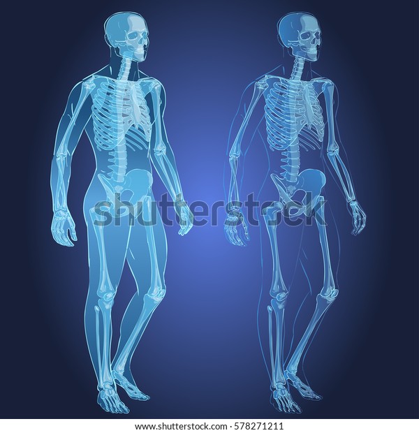 人体のパーツ骨格の男性解剖図 のイラスト素材