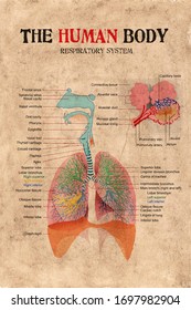 Human Body Respiratory System Diagram On Old Paper Weathered.