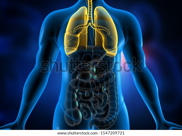 Human Body Respiratory System Lungs Anatomy Stock Illustration ...