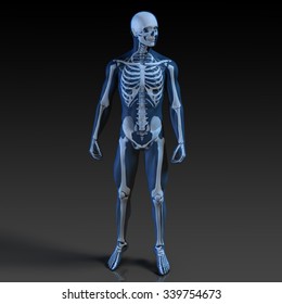 Human Body And Skeleton Anatomy Xray Concept