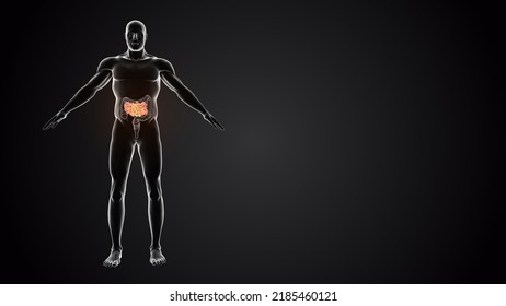 Human Body With Small Intestine.3d Illustration.