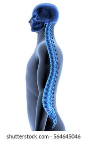 The Human Body - Spine. Side View. X-ray Effect. 3D Illustration