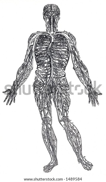 Human Body Veins Stock Illustration 1489584 | Shutterstock