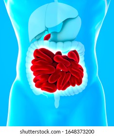 Human Body View Of Lower Gastrointestinal Tract And Small Intestine.  The Small Intestine Is Subdivided Into The Duodenum, The Jejunum And The Ileum. 3d Render