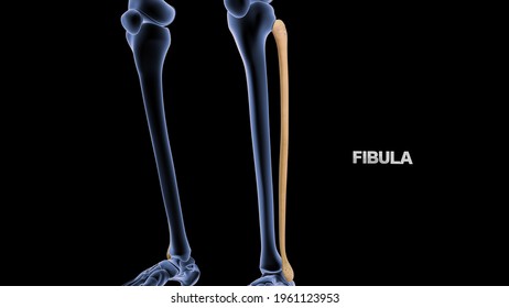 Human Bone Fibula 3d Illustration