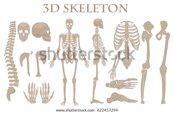 人骨3dのリアルなスケルトンシルエットコレクションセット 詳細な