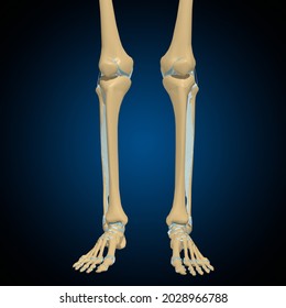 259 Fibrous joint Images, Stock Photos & Vectors | Shutterstock