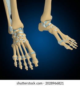 Human Bones Joints Ligaments Anatomy Medical Stock Illustration ...