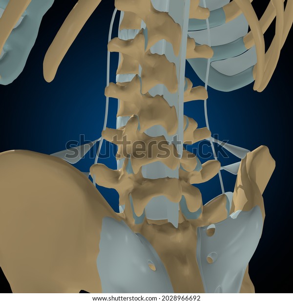 Human bones joints and ligaments Anatomy For\
Medical Concept 3D\
Illustration