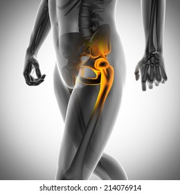 Human Bones Radiography Scan. X-ray  Image