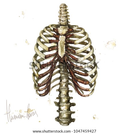 Human Bones. Watercolor Illustration.