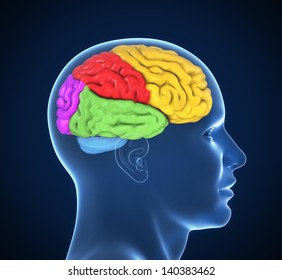 human brain 3d illustration