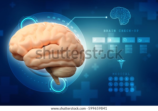 Human Brain 3d Illustration Stock Illustration 599659841 | Shutterstock