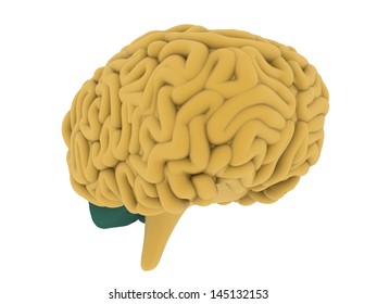 Human Brain 3D Model