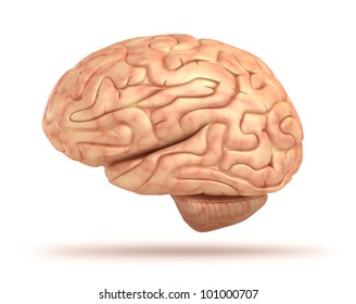 Human Brain 3D Model, Isolated