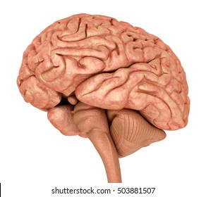 Human brain 3D model, isolated on white. Medically accurate 3D illustration 
