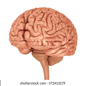 脳みそ の画像 写真素材 ベクター画像 Shutterstock