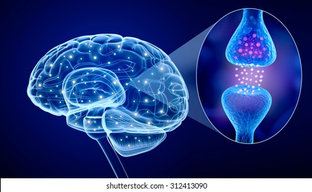 Human Brain And Active Receptor 