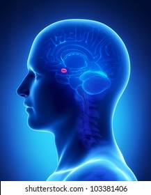 Human Brain AMYGDALA - Cross Section