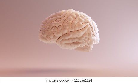 Human Brain Anatomical Model 3d Illustration