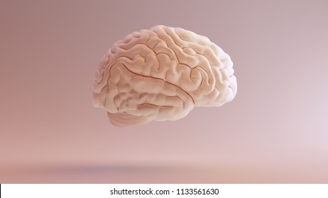 Human Brain Anatomical Model 3d Illustration