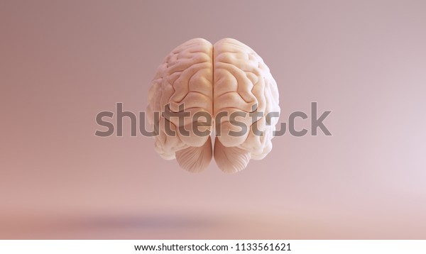 Human brain\
Anatomical Model 3d\
illustration