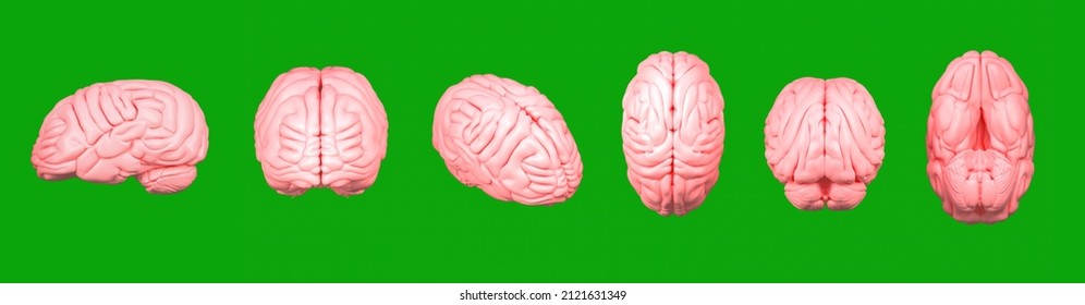 Human brain Anatomical Model, front 
 back side top isometric bottom view.
3d rendering.
