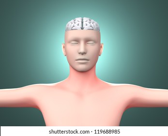 A human Brain. Anatomical visualization. 3D rendered illustration.