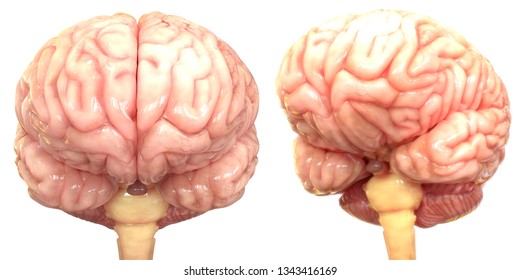 Human Brain Anatomy. 3D