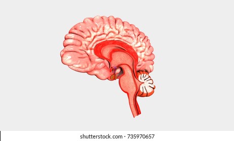 Human Brain Anatomy 3d Illustration Stock Illustration 735970657 ...