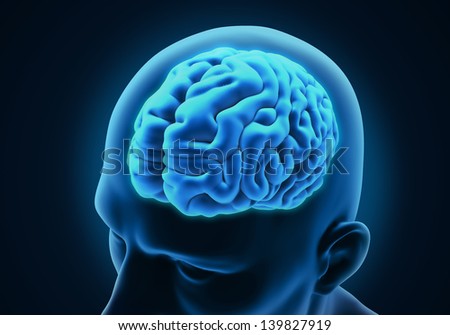 Human Brain Anatomy Stock Illustration 139827919 - Shutterstock