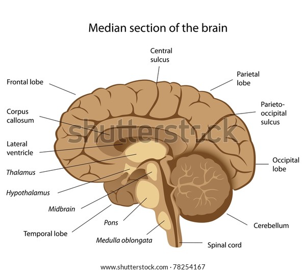 人間の脳解剖学 のイラスト素材